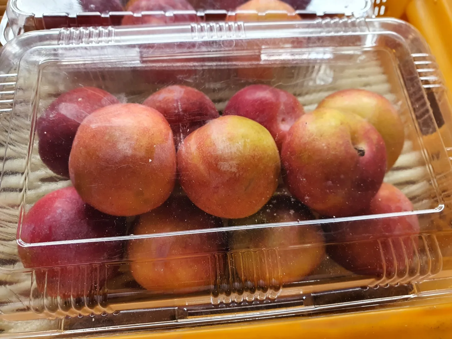 자두(추희) 이미지